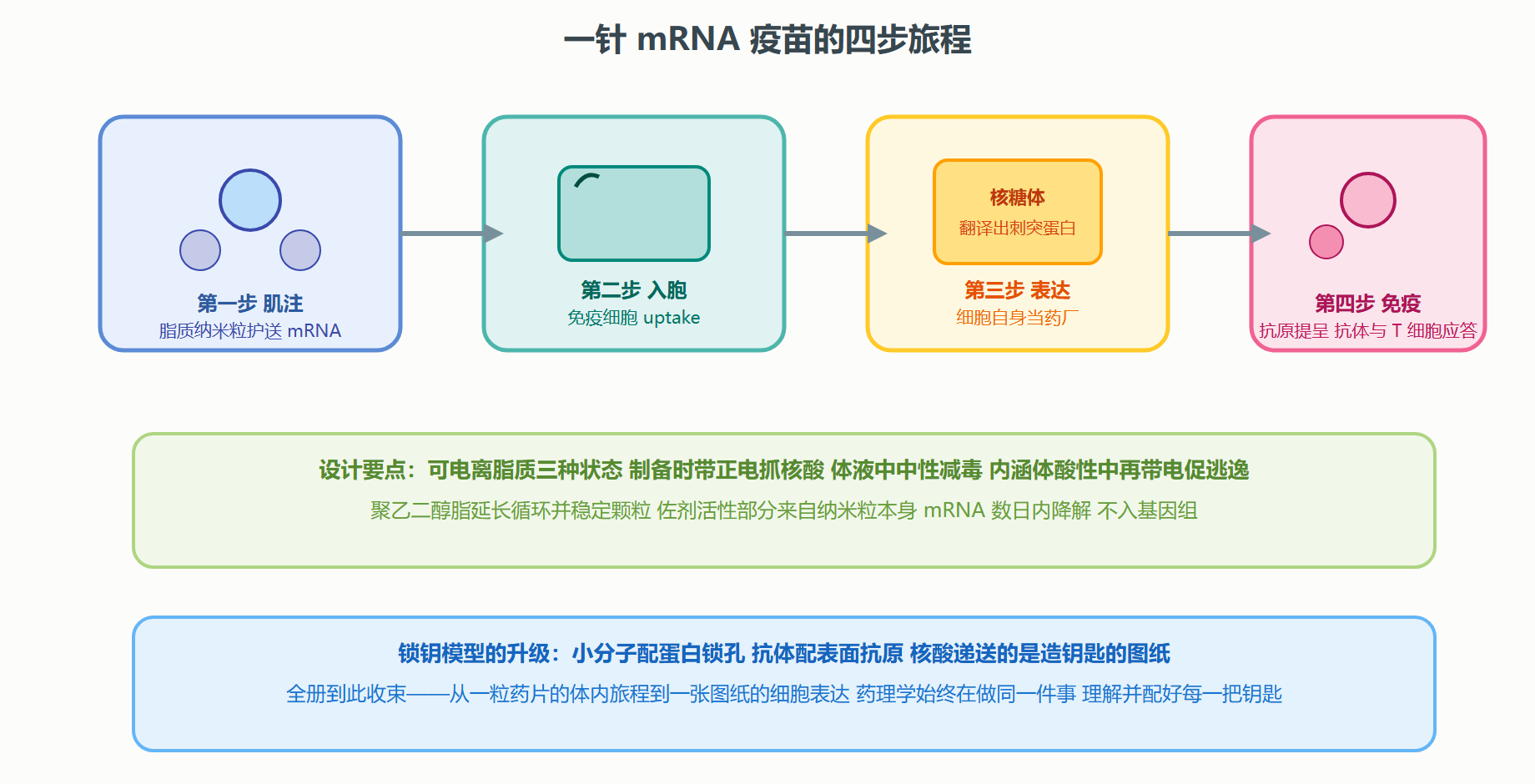 图 8-3 脂质纳米粒递送 mRNA 的旅程