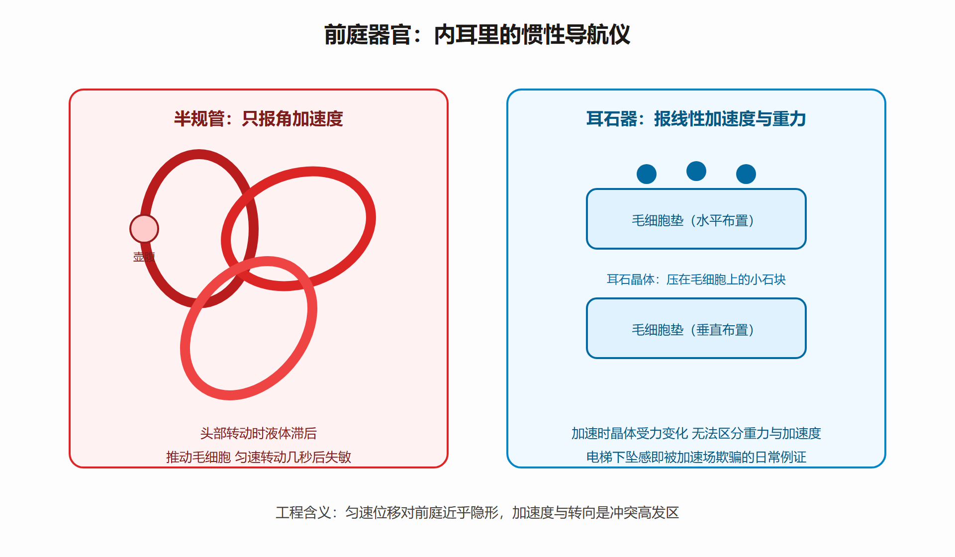 先认识前庭:藏在耳朵里的惯性导航仪