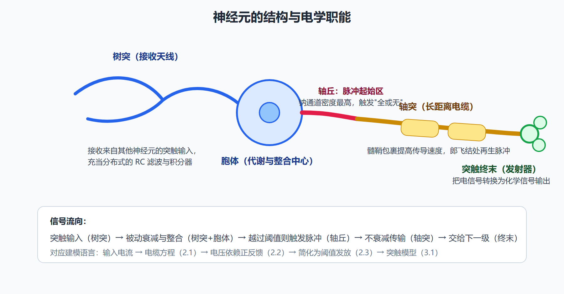 图：神经元结构与电学职能分工