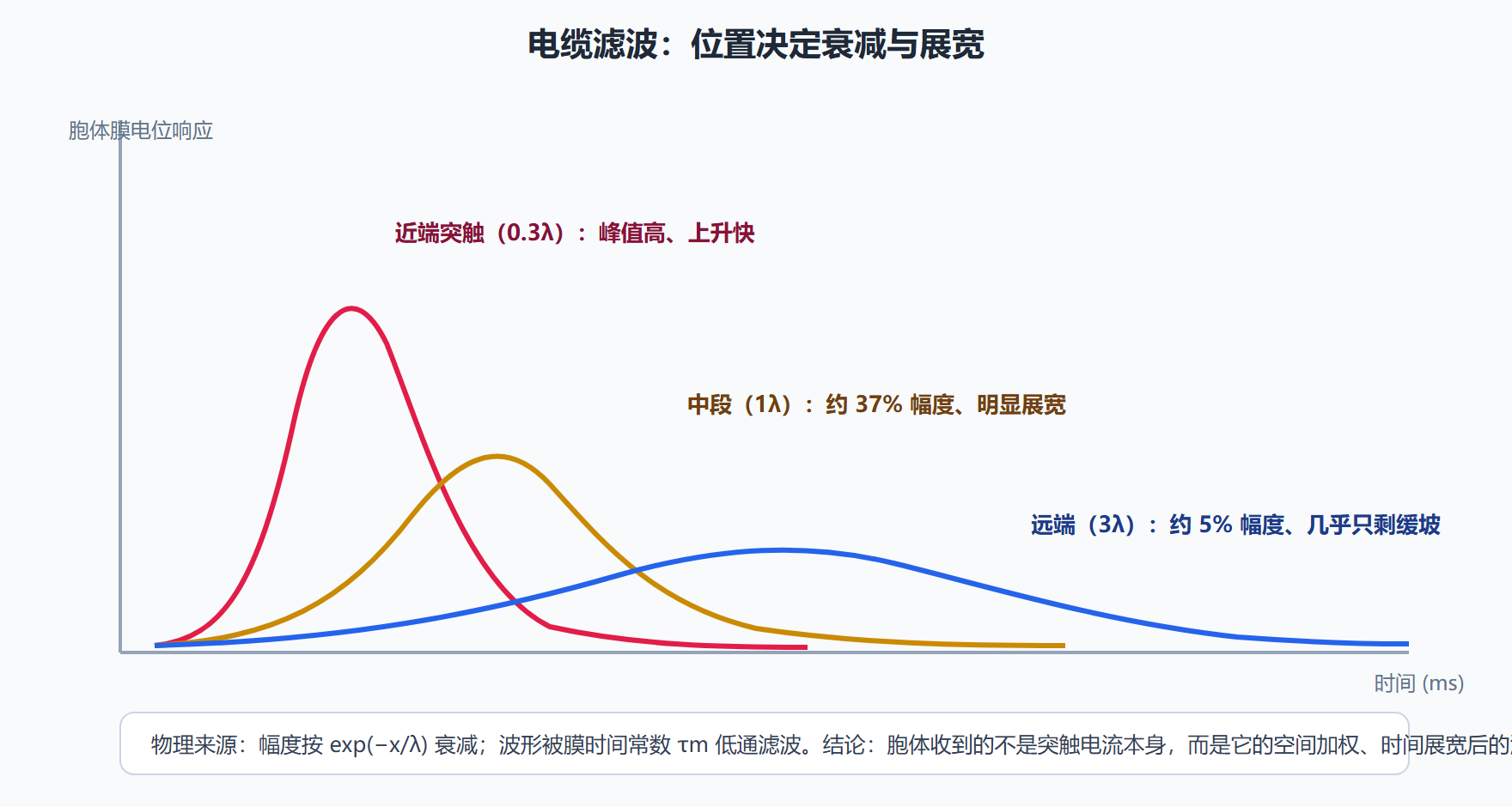图：同一强度的突触电流，注入位置不同，到达胞体的波形截然不同