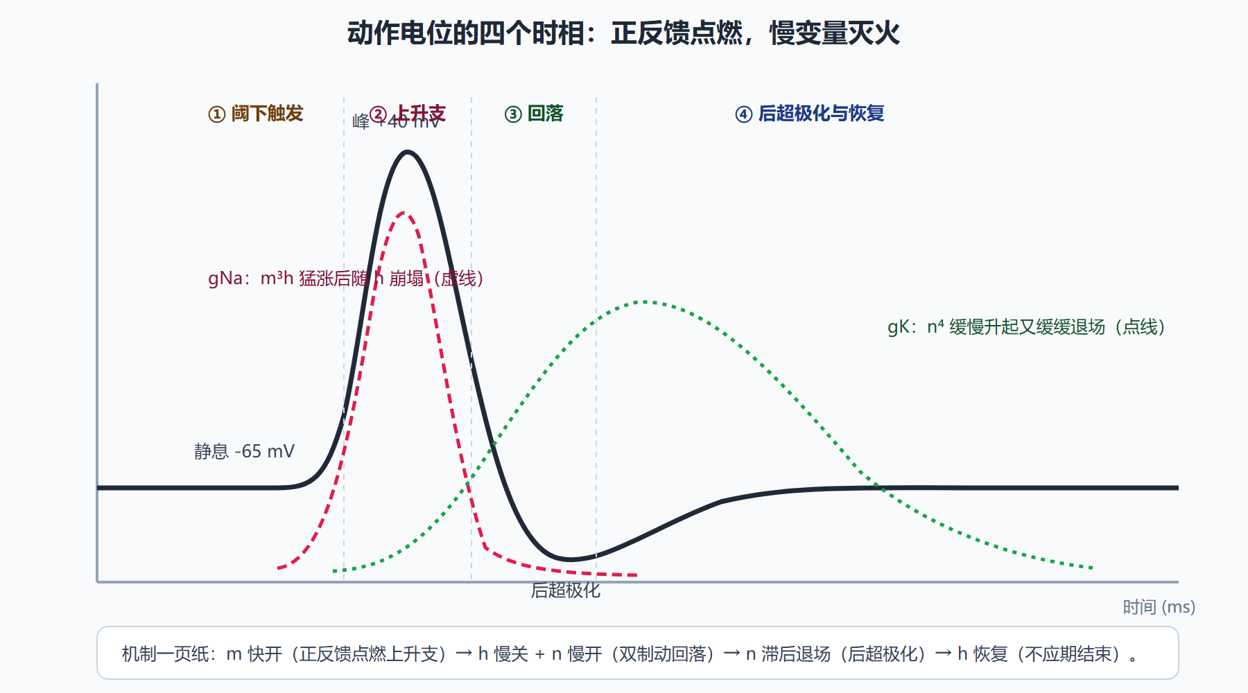 图:HH 模型下一次动作电位的时相分解与电导变化