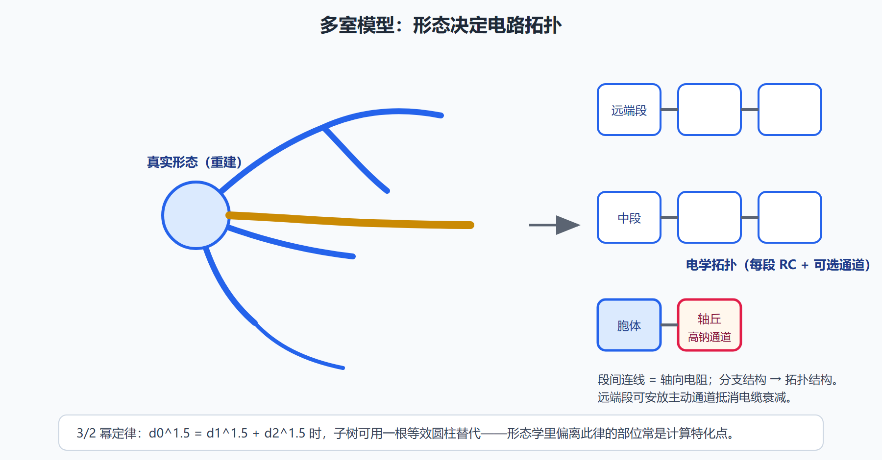 图：从树突形态到多室模型——每段膜一个电路，段间电阻相连