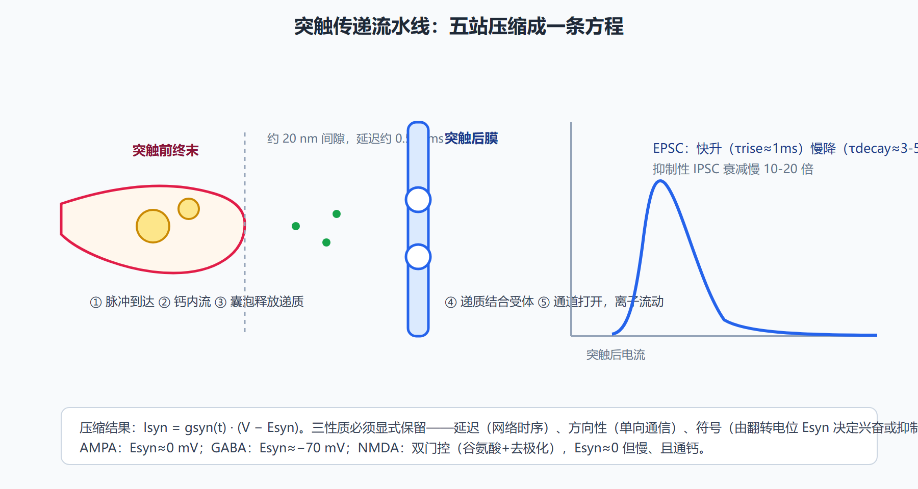 图：从突触前脉冲到突触后电流的五站流水线