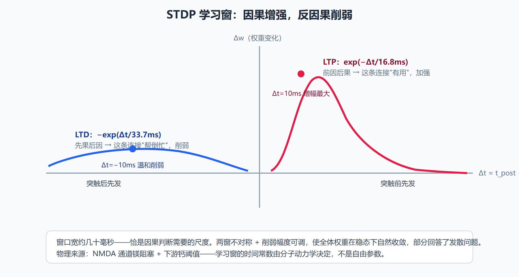 图：STDP 学习窗——权重变化量随前后脉冲时间差的分布