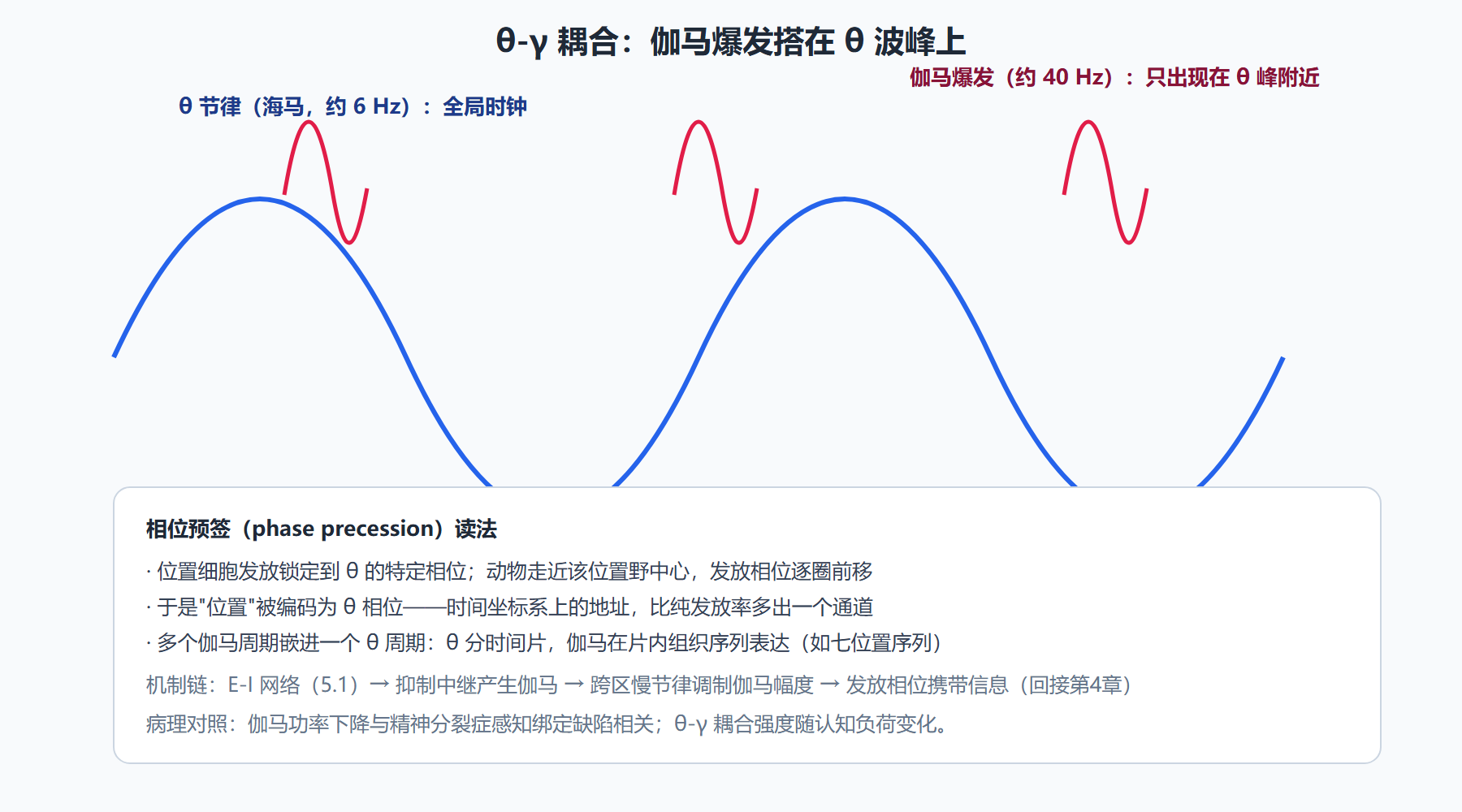 图：θ-γ 嵌套——慢节律为快节律分相