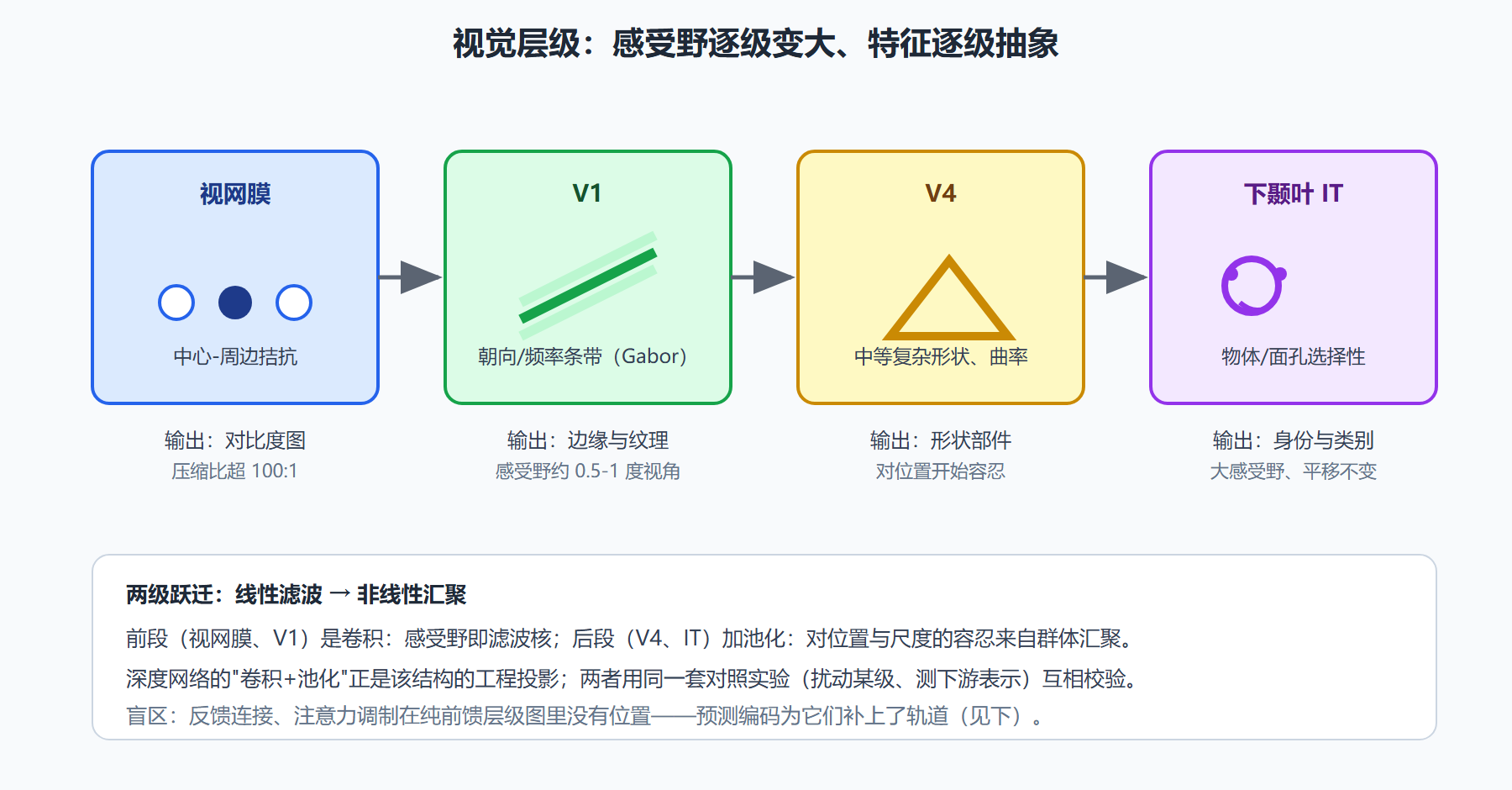 图:视觉层级——感受野的升级链