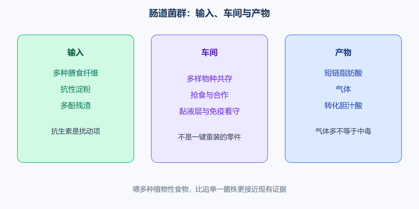 图:菌群生态的输入与输出