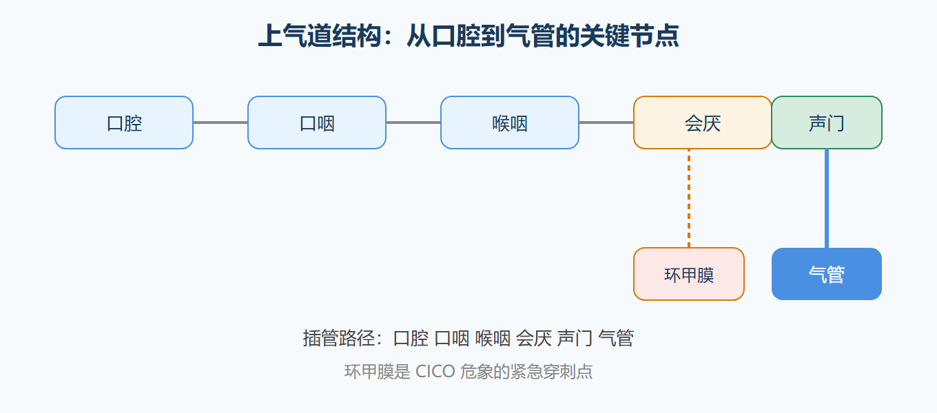 上气道结构与插管路径示意
