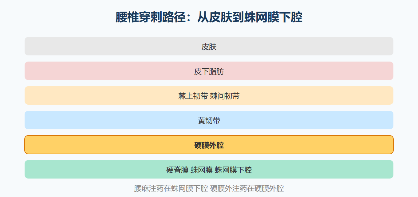 椎管内麻醉的层次结构