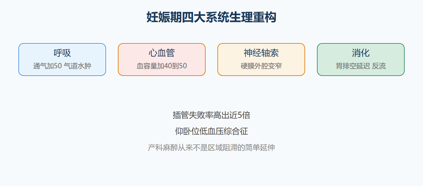 妊娠期的生理重构