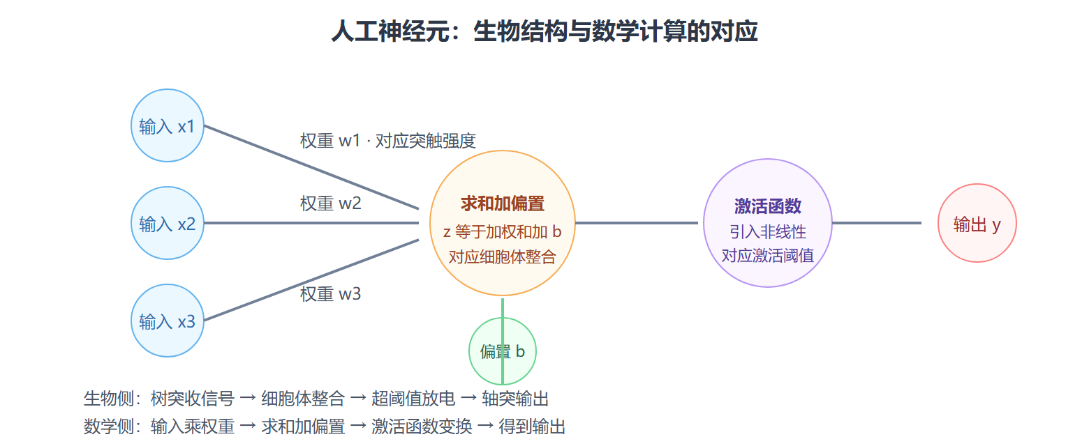 图：人工神经元解剖标注图